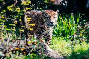 Woodland Park Zoo near Alexan Access - Jaguar pacing around. - pic by Jake G. on April 16, 2022, on yelp